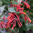 LONICERA GLOBE 6" CLAY