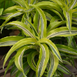 DRACAENA LEMON LIME 10"