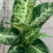 DIEFFENBACHIA MARS 10"