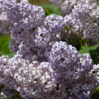 LAVENDER STANDARD 5" CLAY