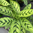 CALATHEA LEOPARDINA 6"