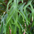 HB FERN STAGHORN 8"