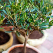 OLIVE 23"