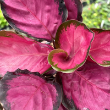 CALATHEA ROSEY 4"
