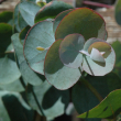 EUCALYPTUS 6"