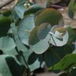 EUCALYPTUS 4"