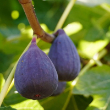 FIG VIOLET DE BORDEAUX QT