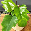 PHILODENDRON MAYOI 4"