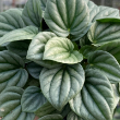 PEPEROMIA FROST 6"
