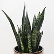 SANSEVIERIA BLACK CORAL 6"
