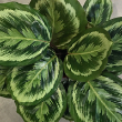 ALOCASIA AEGIS 4"