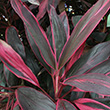 CORDYLINE 10"