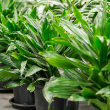 DRACAENA DRAGON GREEN JEWEL 10"