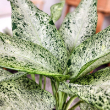 DIEFFENBACHIA CAMOUFLAGE 10"