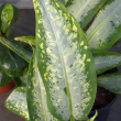 DIEFFENBACHIA PANTHER 8"