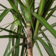 DRACAENA MARGINANA OPENWEAVE 12"