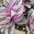TRADESCANTIA BUBBLEGUM 2.5"