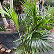 PALM CATARACTARUM 10"
