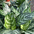 AGLAONEMA MARY ANN 10"
