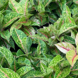 AGLAONEMA NIGHT SPARKLE 4"