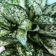AGLAONEMA SPRING SNOW 5"