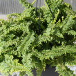 FERN FLUFFY RUFFLES 4.5"