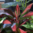 CORDYLINE FLORICA 10"