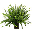 FERN KIMBERLY QUEEN 6"