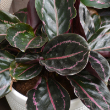 CALATHEA BLACK ROSE 6"