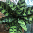 CALATHEA ASST 6"