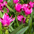CURCUMA 6"