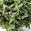 FERN FROSTY 2.5"