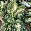 DIEFFENBACHIA AMOENA BRYANT 10"