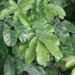 TRICHILIA DREG NATAL MAHOGONY 10