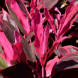 CORDYLINE RED SISTER 10"