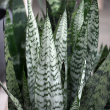SANSEVIERIA ASSORTED 4" GARYS