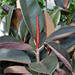 FICUS BURGUNDY 10"