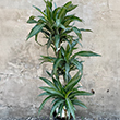 DRACAENA ULISES 3-2-1 10"