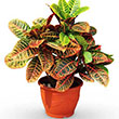 CROTON PETRA 10"
