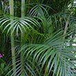PALM ARECA 21"