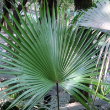 PALM CHINESE FAN 14"