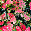 AGLAONEMA REDS AND PINKS 4"