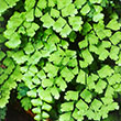FERN MAIDENHAIR 4"