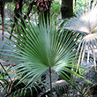 PALM CHINESE FAN 10"