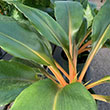 CHLOROPHYTUM MANDARIN OR 6"