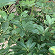 SCHEFFLERA ARBORICOLA BUSH 10"