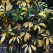 SCHEFFLERA ARBORICOLA STD 14"