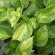 POTHOS GLOBAL GREEN 6"