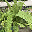 FERN WESTERN QUEEN 6"