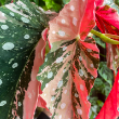 BEGONIA MACULATA PINK 6"
